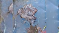 un asco: encontraron restos de animales agusanados en una toma de agua