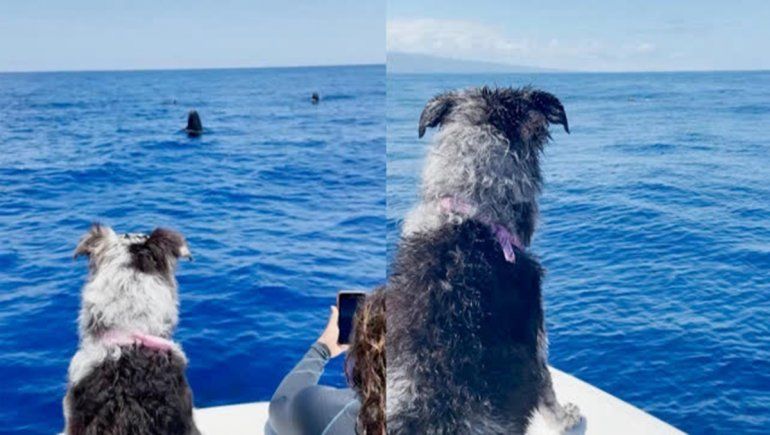 Este perro no deja de sumar reproducciones en YouTube