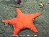La estrella culona y batatita: los hallazgos en el fondo del mar argentino que se volvieron virales