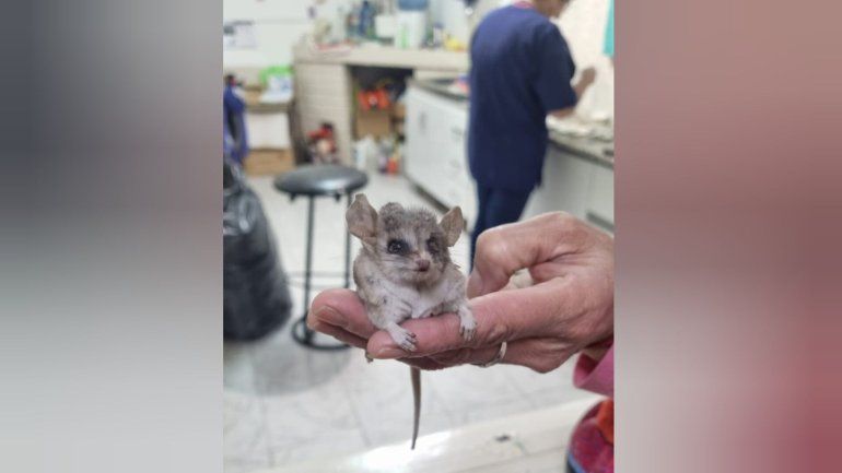 El curioso hallazgo tuvo lugar en un corralón de Chos Malal.&nbsp;