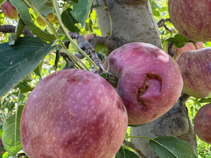 El granizo devastó chacras del Alto Valle y dejó una pérdida récord del 25% en peras y manzanas. El granizo devastó chacras del Alto Valle y dejó una pérdida récord del 25% en peras y manzanas.