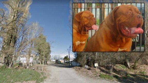 Un hombre está grave tras ser atacado por dos perros