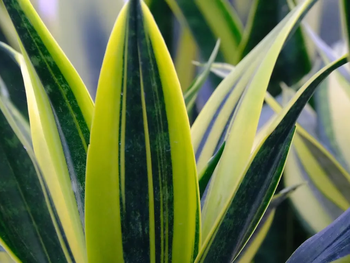 Poner un trozo de lengua de suegra en la maceta de otra planta tiene un beneficio sorprendente