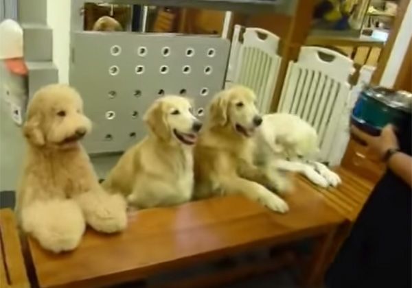 Mirá el video de los perros que rezan antes de comer