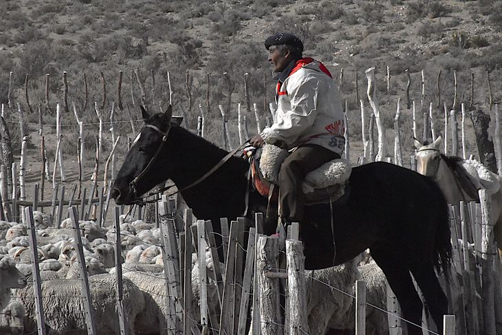 El alto costo del flete frena la suplementación ovina en Chubut y Santa Cruz, advierte Rimoldi. El alto costo del flete frena la suplementación ovina en Chubut y Santa Cruz, advierte Rimoldi.