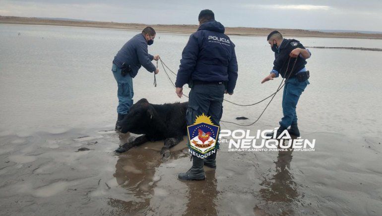 Salvaron a una vaca que se había empantanado a la orilla del lago