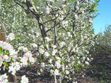 manzana floracion valle.jpg