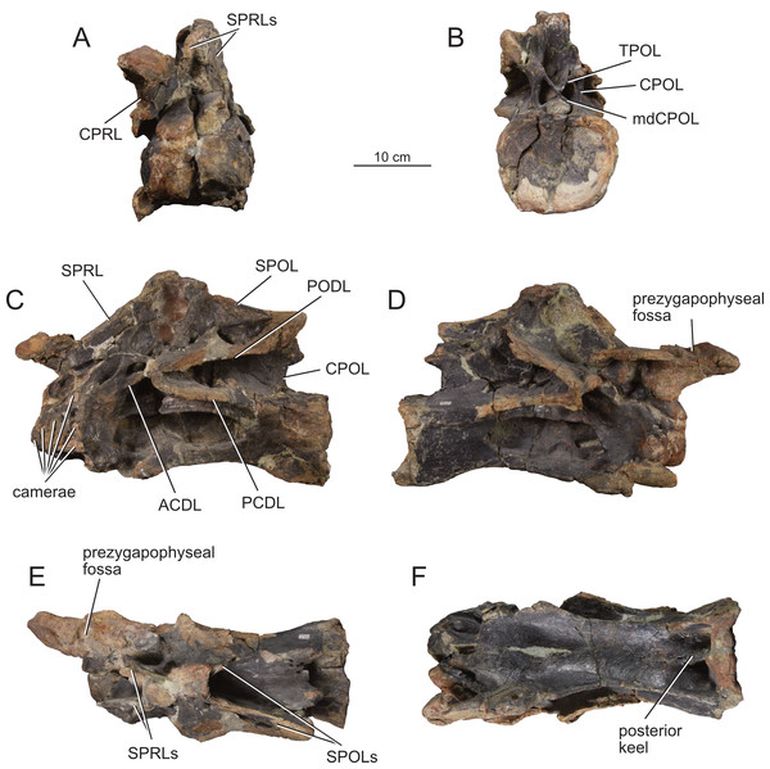 La descripción de los fósiles del Bicharracosaurus hallados en Chubut fue publicada en abril en la revista Peer. La descripción de los fósiles del Bicharracosaurus hallados en Chubut fue publicada en abril en la revista Peer. 