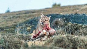 Las apariciones de Puma no son nuevas en la región.