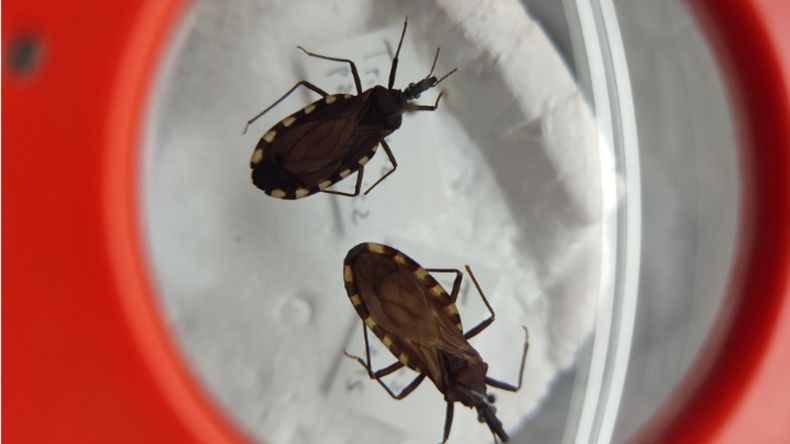 Con el calor, alertan los especialistas, las vinchucas empiezan a acercarse a las casas. | LM Neuquen Con el calor, alertan los especialistas, las vinchucas empiezan a acercarse a las casas.