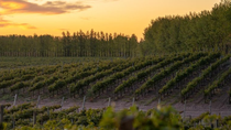 una radiografia de la nueva frontera del vino de argentina, la patagonia