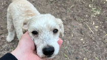 A lo largo de los últimos años, 800 animales consiguieron un hogar en Neuquén