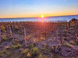 Identidad regional: El Cabernet Franc se adaptó con éxito a las duras condiciones de la Patagonia.