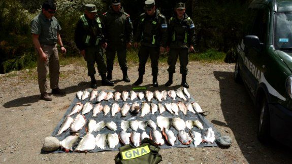 Los detienen en un bondi con  44 truchas en sus mochilas
