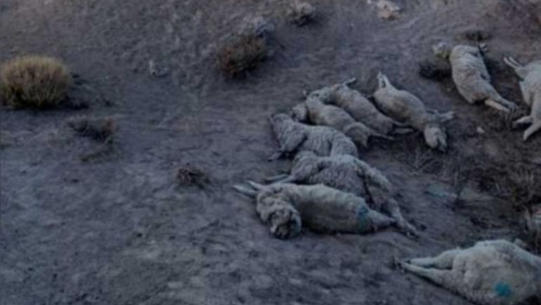 Robo de ganado: 54 ovejas recuperadas y 35 muertas en un operativo rural en Chubut.