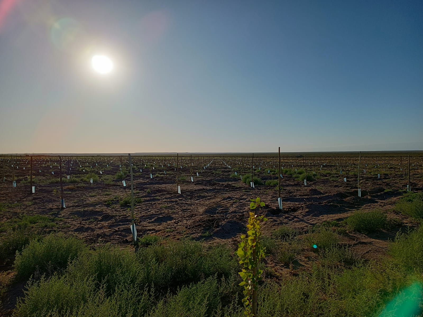 El pistacho ya avanza sobre las tierras de la Patagonia.