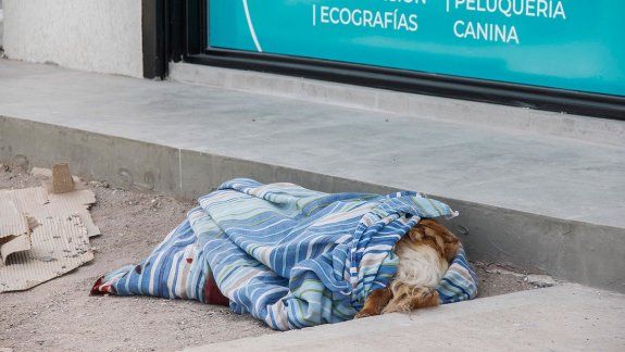Alarma por perros envenenados en Cipolletti