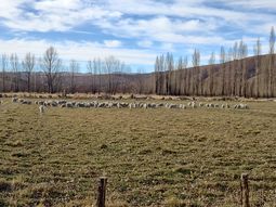 neuquen busca conquistar el mundo con sus lanas organicas neuquen busca conquistar el mundo con sus lanas organicas