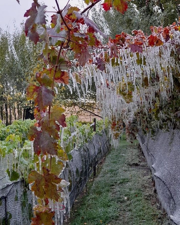 Debieron superar el impacto de 40 heladas en un invierno. Foto: gentileza Viñas de Huancache. Debieron superar el impacto de 40 heladas en un invierno. Foto: gentileza Viñas de Huancache.