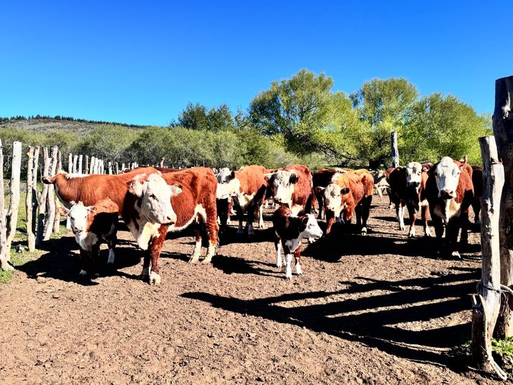 El proyecto ha introducido animales de alto valor genético, como 10 vaquillonas y 8 toros puros registrados. El proyecto ha introducido animales de alto valor genético, como 10 vaquillonas y 8 toros puros registrados.