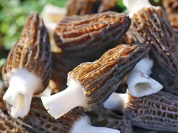 La morchella, también conocida como colmenilla, considerada el hongo más caro del mundo. La morchella, también conocida como colmenilla, considerada el hongo más caro del mundo.