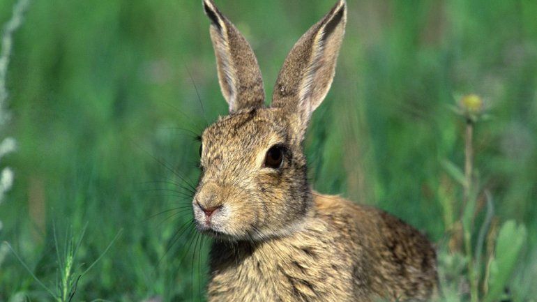 Aprovechan los jardines y la cancha de golf del Rincón Club de Campo.