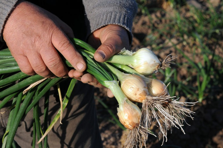 Se deben cumplir requisitos mínimos obligatorios de higiene e inocuidad. Foto: INTA. Se deben cumplir requisitos mínimos obligatorios de higiene e inocuidad. Foto: INTA.