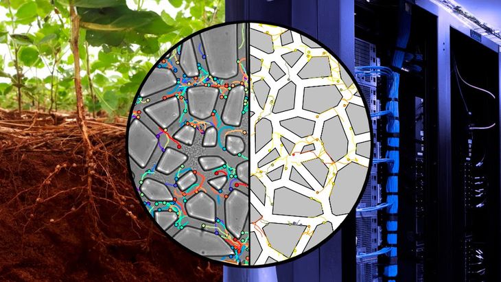 Científicos argentinos, junto a colegas chilenos, desarrollaron "suelos en un chip" para estudiar el nado de la bacteria B. diazoefficiens. Foto: gentileza investigadora (publicadas en Communications Biology). Científicos argentinos, junto a colegas chilenos, desarrollaron "suelos en un chip" para estudiar el nado de la bacteria B. diazoefficiens. Foto: gentileza investigadora (publicadas en Communications Biology).