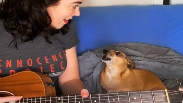 El perrito que es furor en TikTok por cantar como Bruno Mars