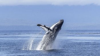 La deslumbrante ballena jorobada: en Chubut, se duplicó en un año la cantidad de ejemplares registrados. La deslumbrante ballena jorobada: en Chubut, se duplicó en un año la cantidad de ejemplares registrados.