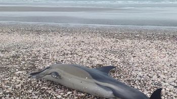 Los delfines aparecieron en distintas costas de la Patagonia Argentina Los delfines aparecieron en distintas costas de la Patagonia Argentina