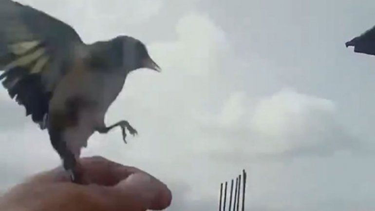 Recapacitó por el encierro y liberó a sus pajaritos