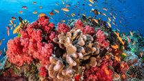 hallaron un increible arrecife de coral: podria ser el mas grande del mundo