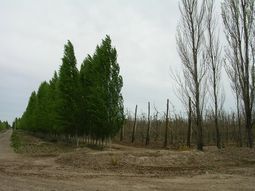 Álamo chino totalmente foliado contra álamo común. Álamo chino totalmente foliado contra álamo común.