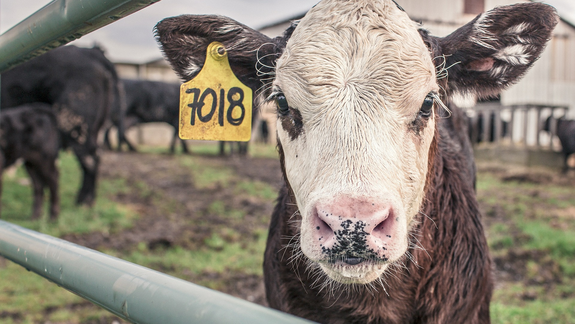 El peligro de dar antibióticos para engordar a los animales