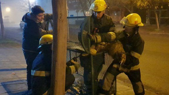 bomberos rescataron a un perrito atorado en un cesto de basura