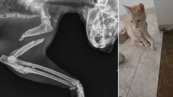 El último caso fue registrado este sábado cuando apareció un gato herido con un aire comprimido.&nbsp;