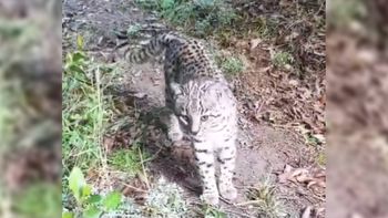 Lograron captar un video único de un gato montés en el Parque Nacional Lanín