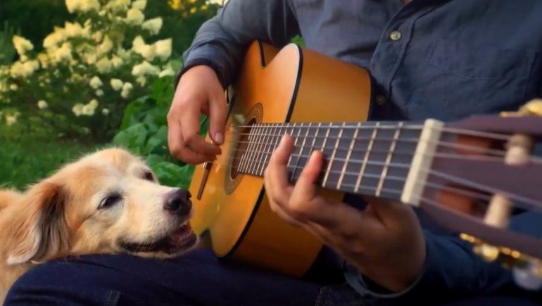 Twitter: músico dedicó conmovedora despedida a su hermosa perrita fallecida.