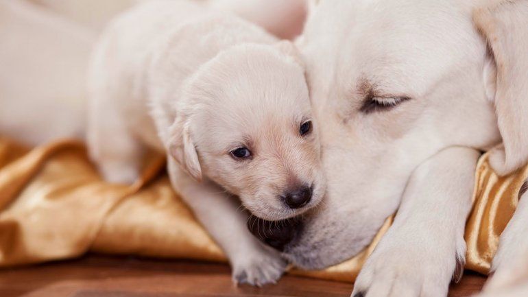 Qué tener en cuenta antes de adoptar