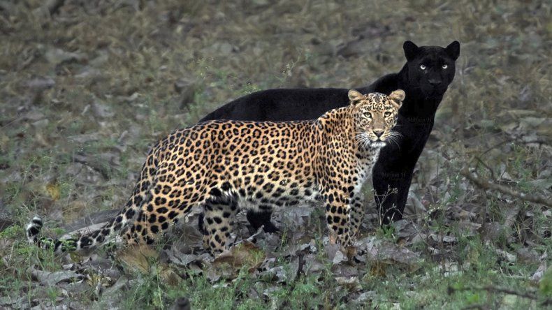 Captan en India a pantera negra y leopardo juntos ¡Insólito!