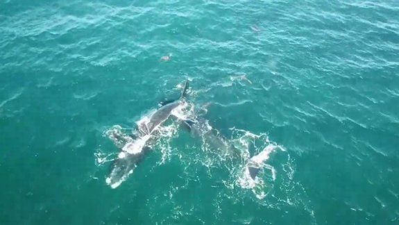 Llegaron las primeras ballenas de la temporada