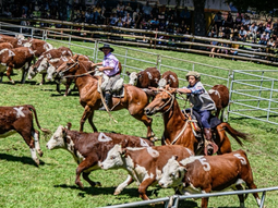 Expo Bovinos 2025: La SRN une al norte patagónico contra la sequía. Foro esencial para productores, con entrada libre y estrategias ante la emergencia agropecuaria. Foto: @srn Expo Bovinos 2025: La SRN une al norte patagónico contra la sequía. Foro esencial para productores, con entrada libre y estrategias ante la emergencia agropecuaria. Foto: @srn
