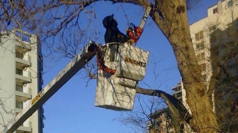 El invierno invita a la poda de árboles, pero... ¿qué hacemos con las ramas?
