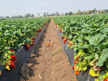 El Servicio Nacional de Sanidad y Calidad Agroalimentaria supervisa plantines importados desde Estados Unidos y España con estrictos controles sanitarios para evitar el ingreso de plagas al país.