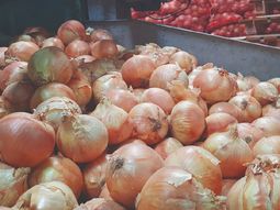 Río Negro es la principal provincia exportadora de cebollas del país. Río Negro es la principal provincia exportadora de cebollas del país.