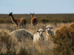 ¿Es posible lograr una convivencia entre guanacos y ovinos? Foto: WCS. ¿Es posible lograr una convivencia entre guanacos y ovinos? Foto: WCS.