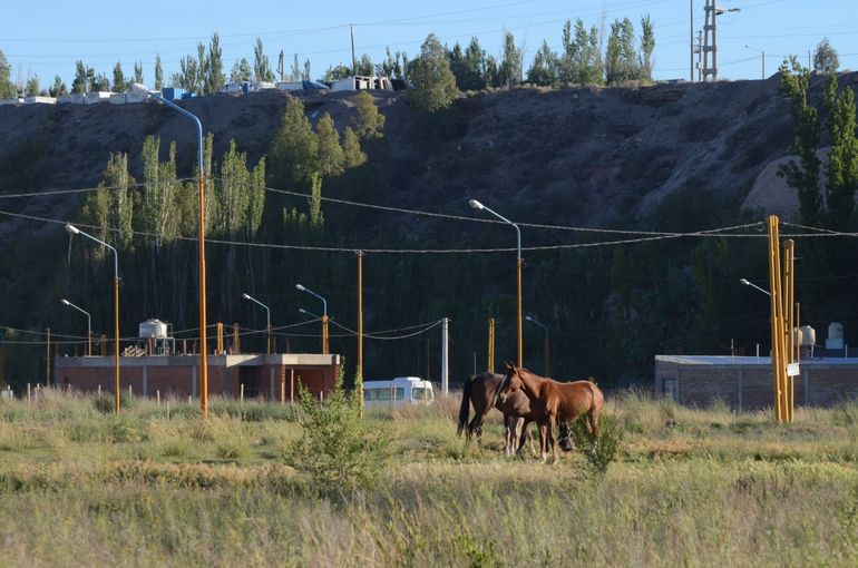 Vecinos de Nueva España denuncian la presencia de animales sueltos: Es un peligro y nadie se hace cargo