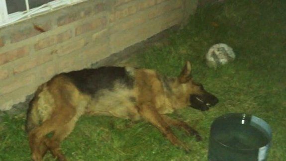 Una perra murió de un infarto por los fuegos artificiales en la comarca petrolera.