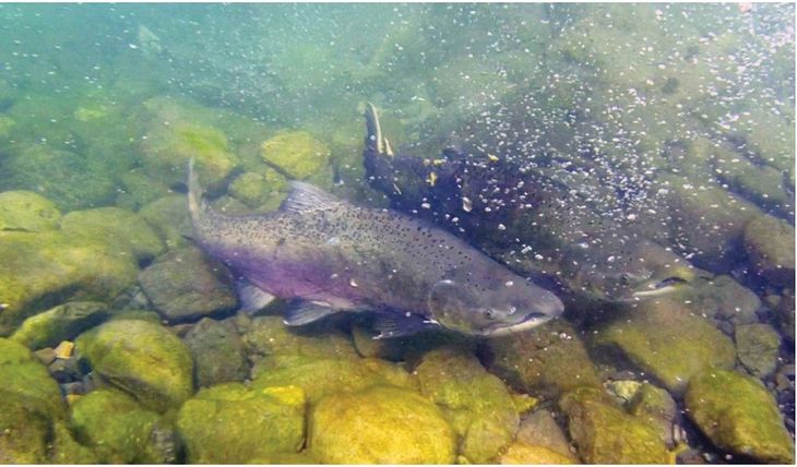 De escape en Chile a invasión récord mundial: el Chinook coloniza cuencas patagónicas a velocidad inédita. De escape en Chile a invasión récord mundial: el Chinook coloniza cuencas patagónicas a velocidad inédita.